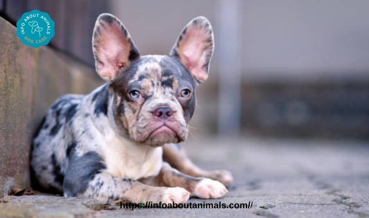 Awesome Merle French Bulldog