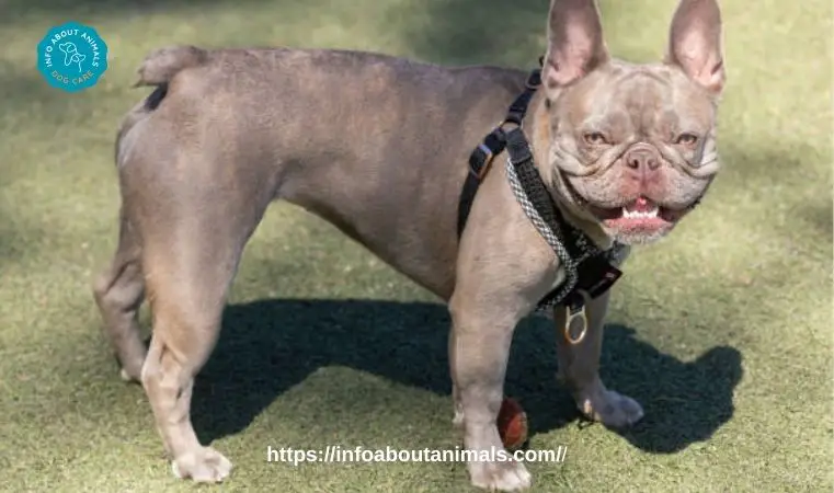Beautiful Lilac Merle French Bulldog