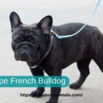Big Rope French Bulldog