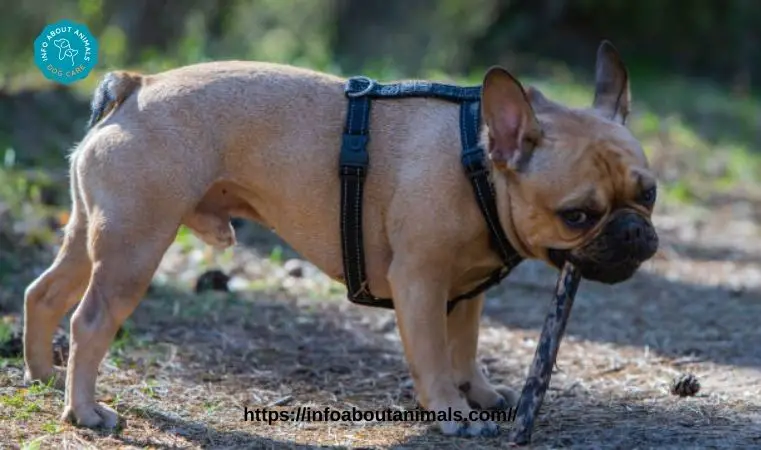 Cute Big Rope French Bulldog