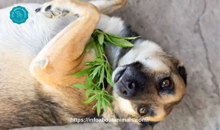 Dog Stoned after having marijuana