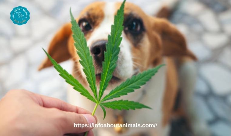 dog stoned due to marijuana