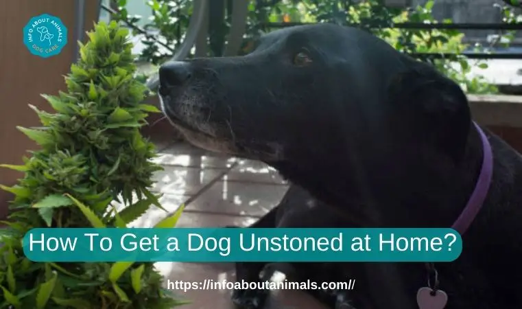 How To Get a Dog Unstoned at Home?
