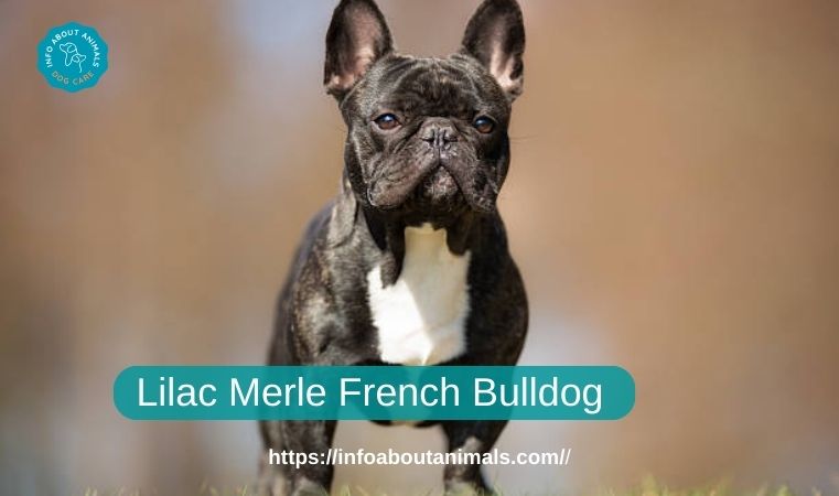 Lilac Merle French Bulldog