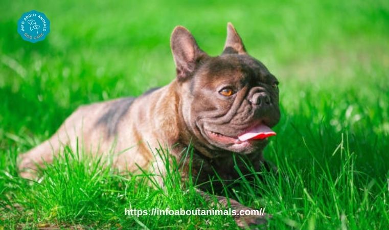 Beautiful Brindle French Bulldog