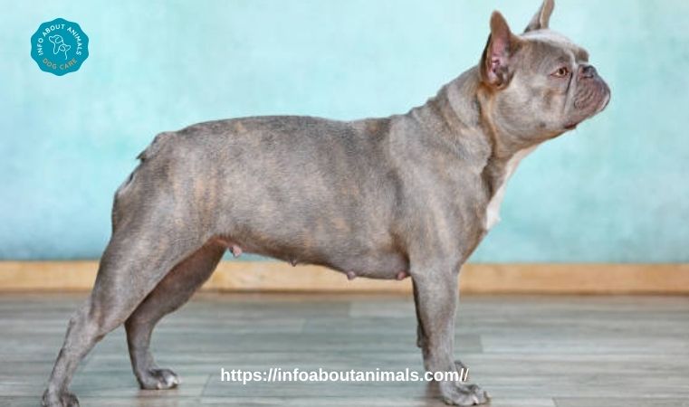 Cute Brindle French Bulldog