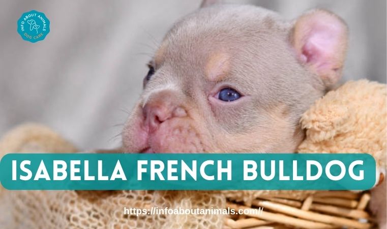 Isabella French Bulldog