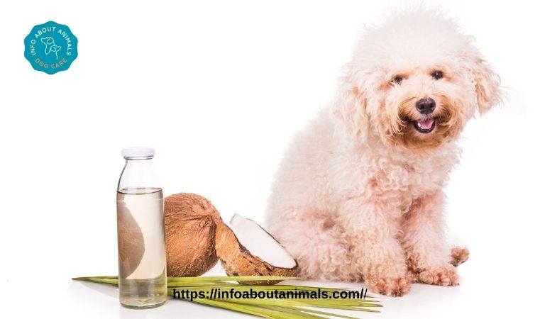 Coconut Oil for My Dog