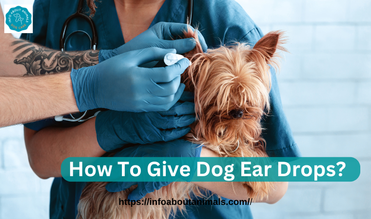 How To Give Dog Ear Drops