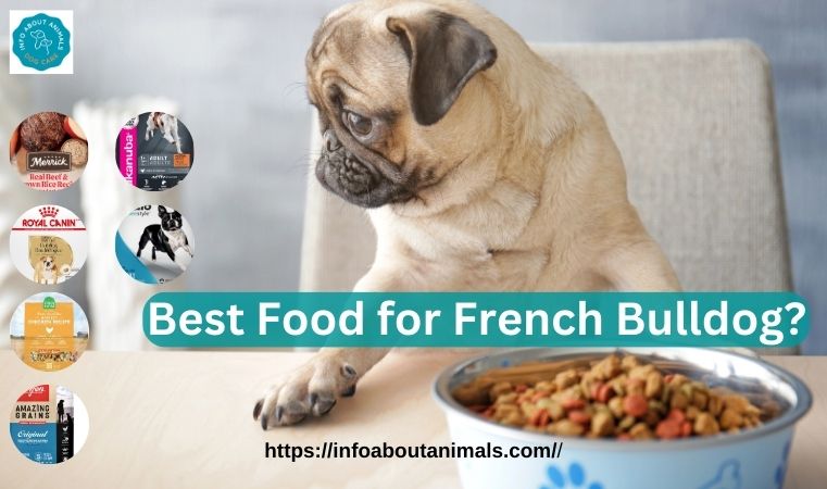 Best Food for French Bulldog