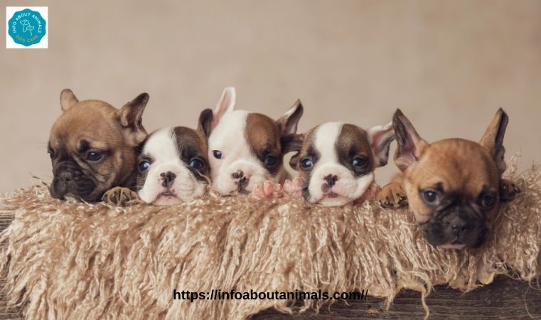 Cute French Bulldog Puppies for Sale $200