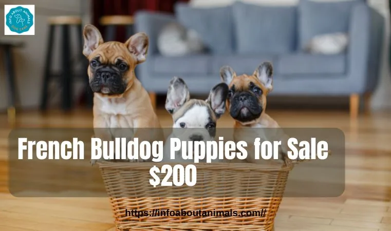 French Bulldog Puppies for Sale $200