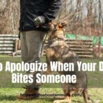 How to Apologize When Your Dog Bites Someone