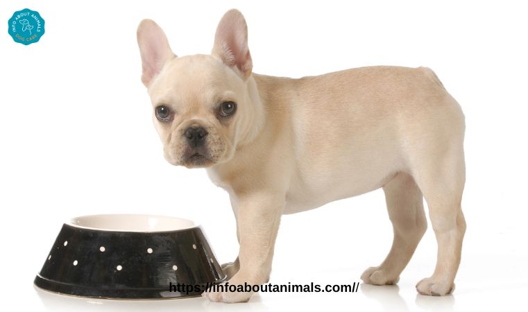 top Food for French Bulldog