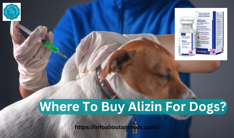 Where To Buy Alizin For Dogs