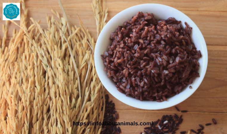 Can Dog Eat Wild Rice