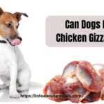 Can Dogs Eat Chicken Gizzards