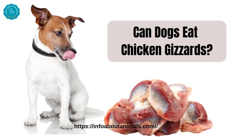 Can Dogs Eat Chicken Gizzards