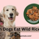 Can Dogs Eat Wild Rice