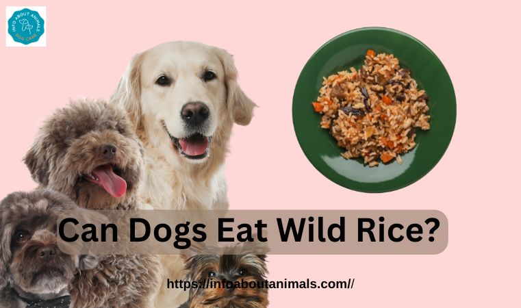 Can Dogs Eat Wild Rice