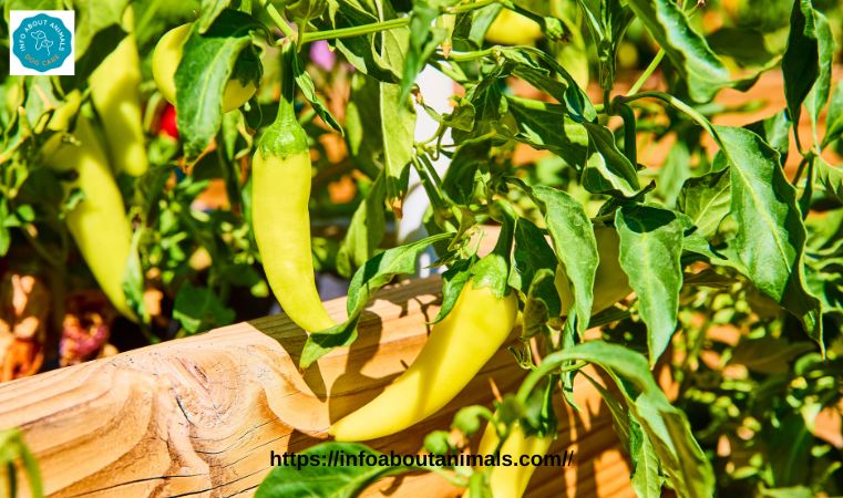 Can Dogs eat Banana Peppers