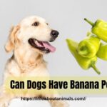 Can Dogs Have Banana Peppers