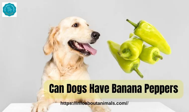 Can Dogs Have Banana Peppers