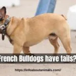 Do French Bulldogs have tails