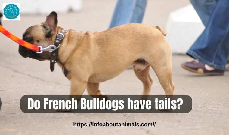 Do French Bulldogs have tails
