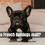 Do French Bulldogs malt