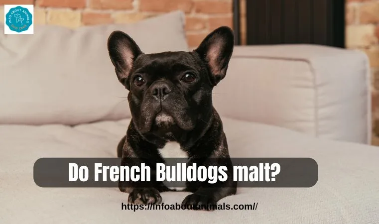 Do French Bulldogs malt