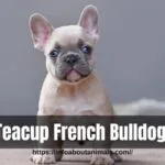 Teacup French Bulldog