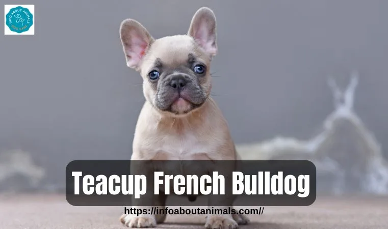 Teacup French Bulldog