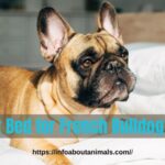 Best Bed for French Bulldog