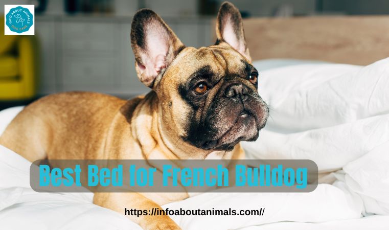 Best Bed for French Bulldog