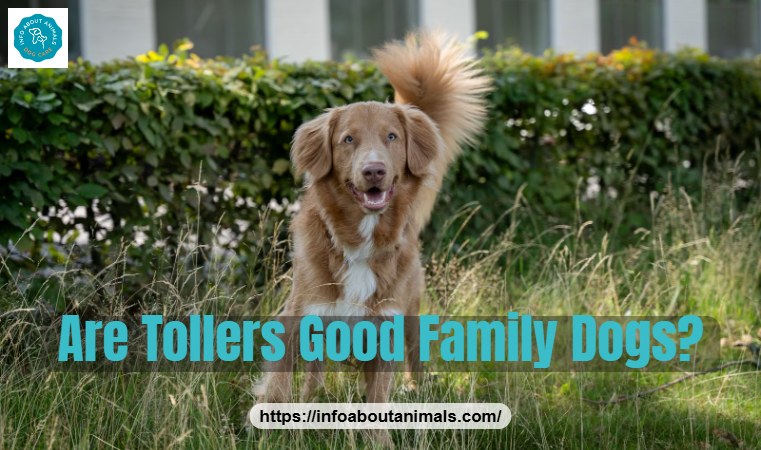 Are Tollers good family dogs - happy Nova Scotia Duck Tolling Retriever in a park