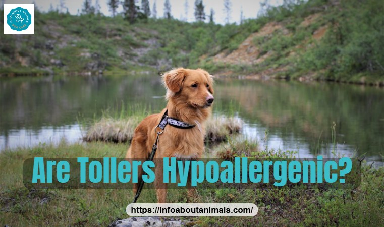 Are Tollers hypoallergenic - Nova Scotia Duck Tolling Retriever standing outdoors
