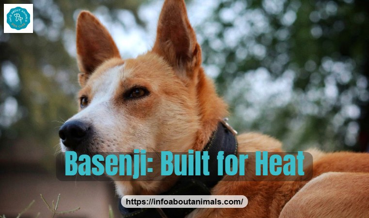 Basenji, an African breed well suited to hot weather