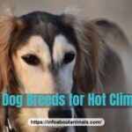 Best dog breeds for hot climates - Saluki outdoors in the sun