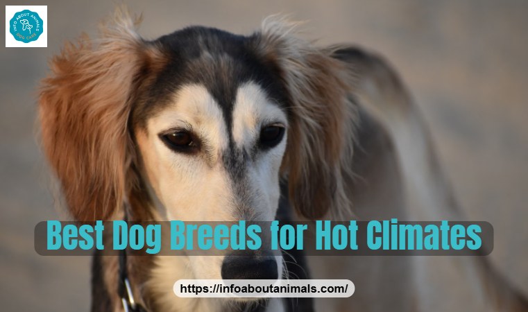 Best dog breeds for hot climates - Saluki outdoors in the sun