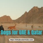 Best dog breeds for UAE and Qatar heat - dogs in the desert at dusk
