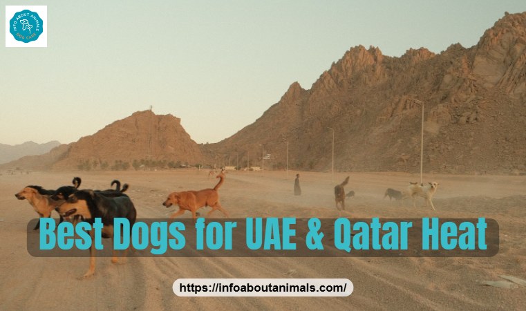 Best dog breeds for UAE and Qatar heat - dogs in the desert at dusk
