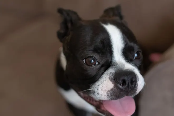 Black and white Boston Terrier sitting on a sofa