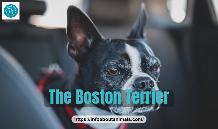 Boston Terrier with a tuxedo coat and red collar