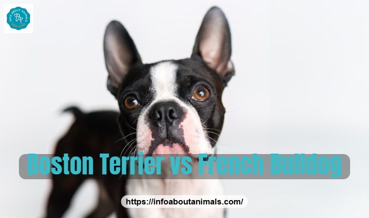 Boston Terrier vs French Bulldog - close-up portrait of a Boston Terrier
