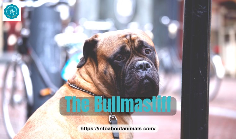 Bullmastiff sitting outdoors, a compact guardian breed