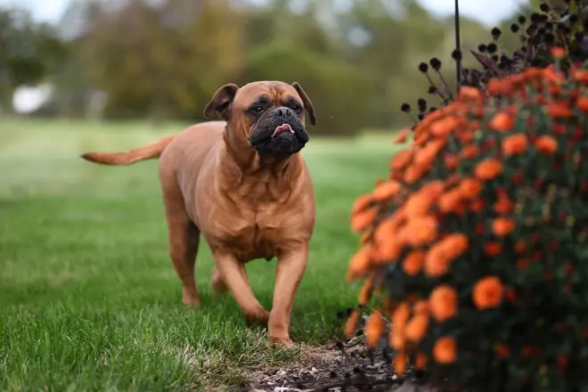 Bullmastiff dog walking through a garden