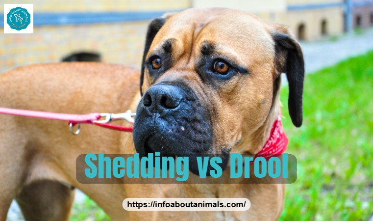 Close-up of a Bullmastiff face showing loose jowls that cause drooling