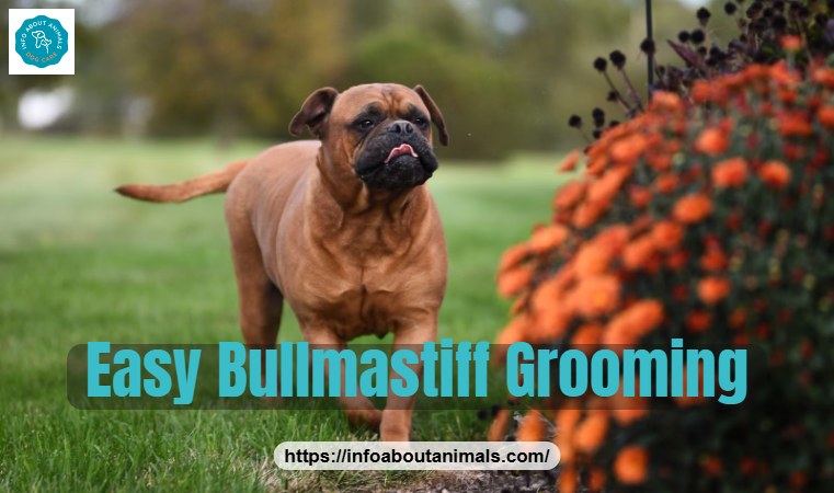 Bullmastiff walking through a garden, healthy short coat