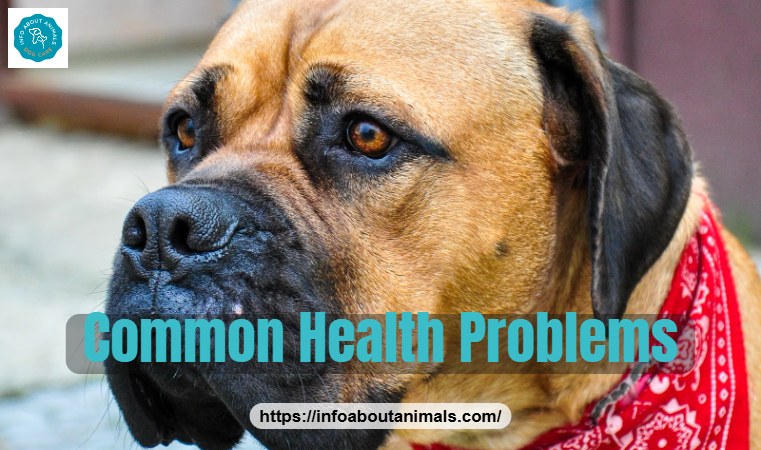 Bullmastiff wearing a red bandana, common Bullmastiff health problems
